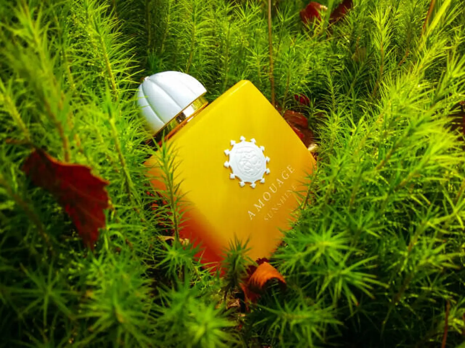 عطر ادکلن آمواج سان شاین زنانه | Amouage Sunshine Woman