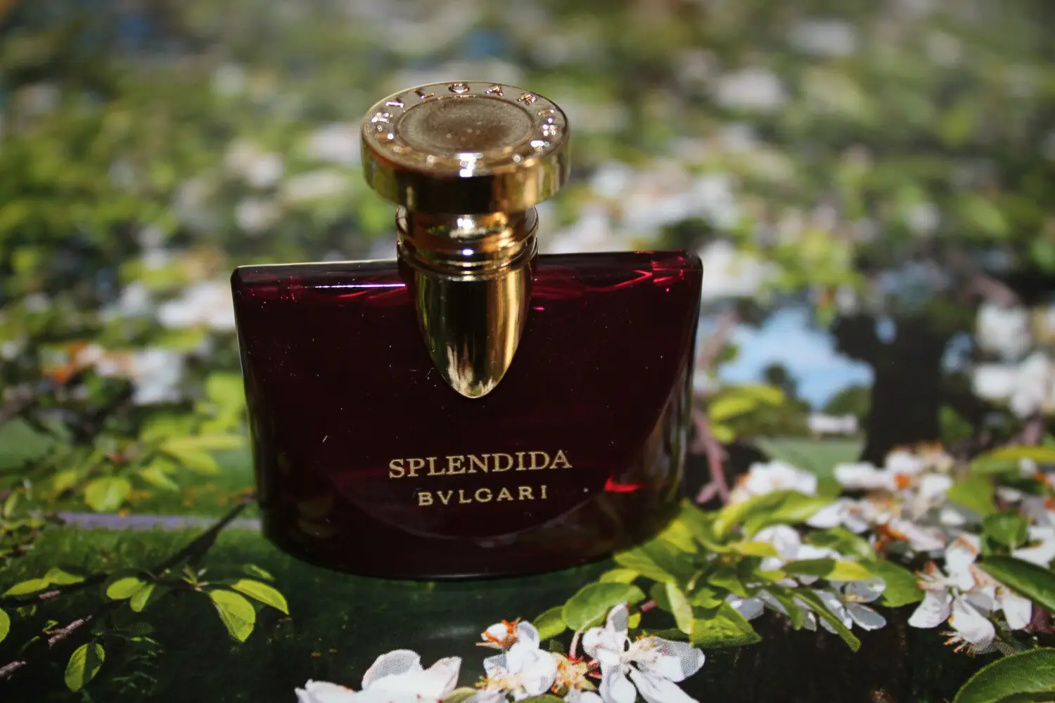 عطر ادکلن بولگاری اسپلندیدا مگنولیا سنشوال | Bvlgari Splendida Magnolia Sensuel