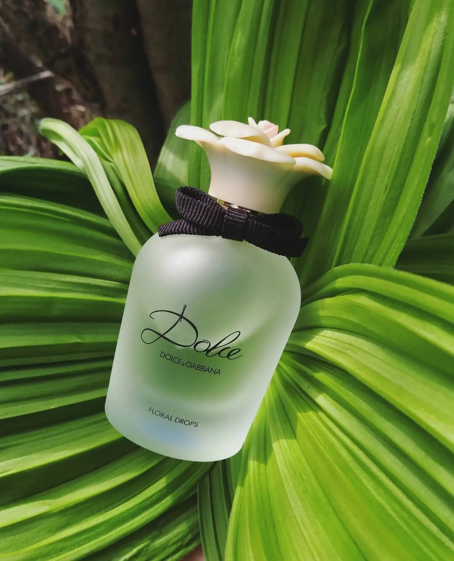 عطر ادکلن دلچه گابانا دلچه فلورال دراپز | Dolce Gabbana Dolce Floral Drops
