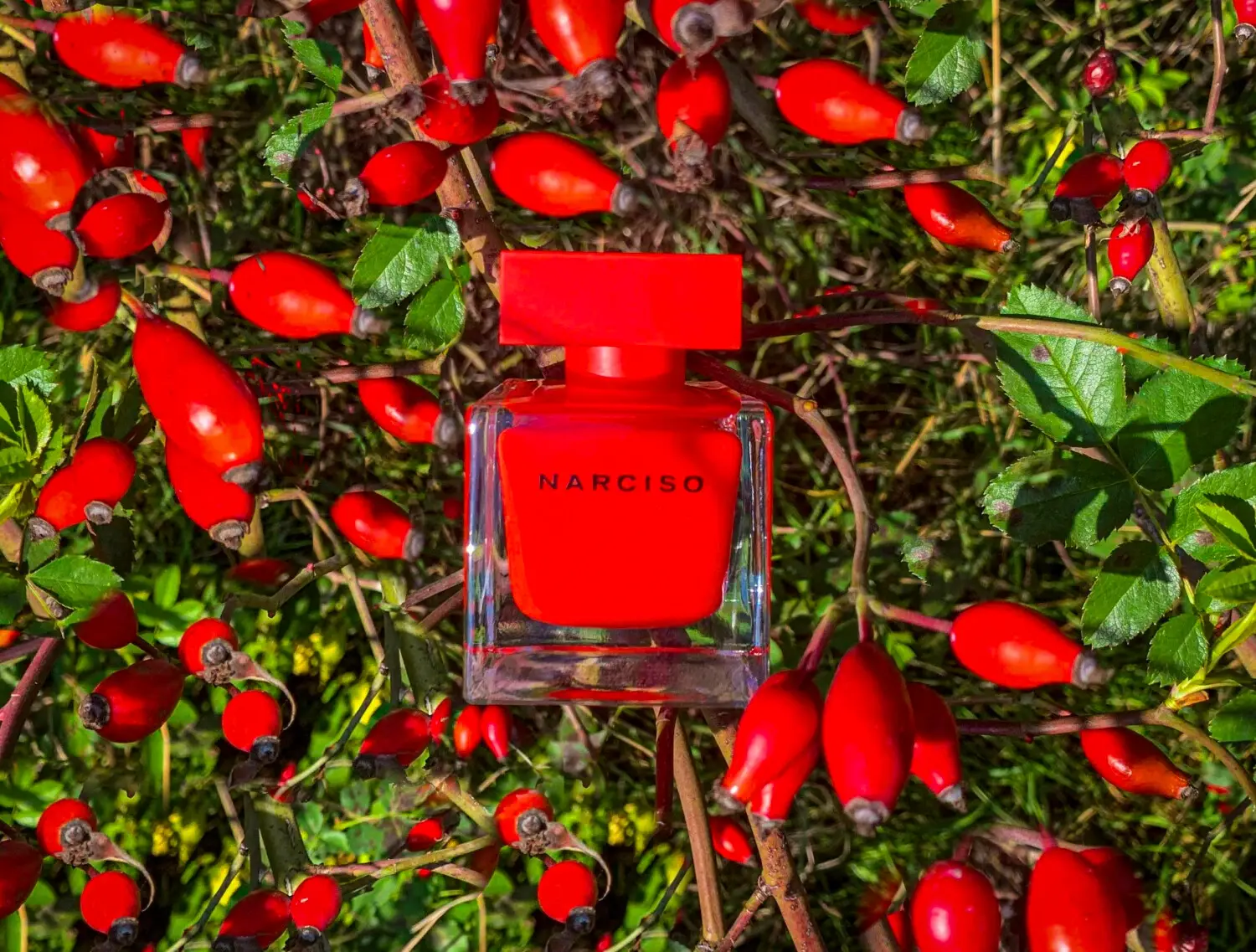 عطر ادکلن نارسیسو رودریگز نارسیسو رژ | Narciso Rodriguez Narciso Rouge