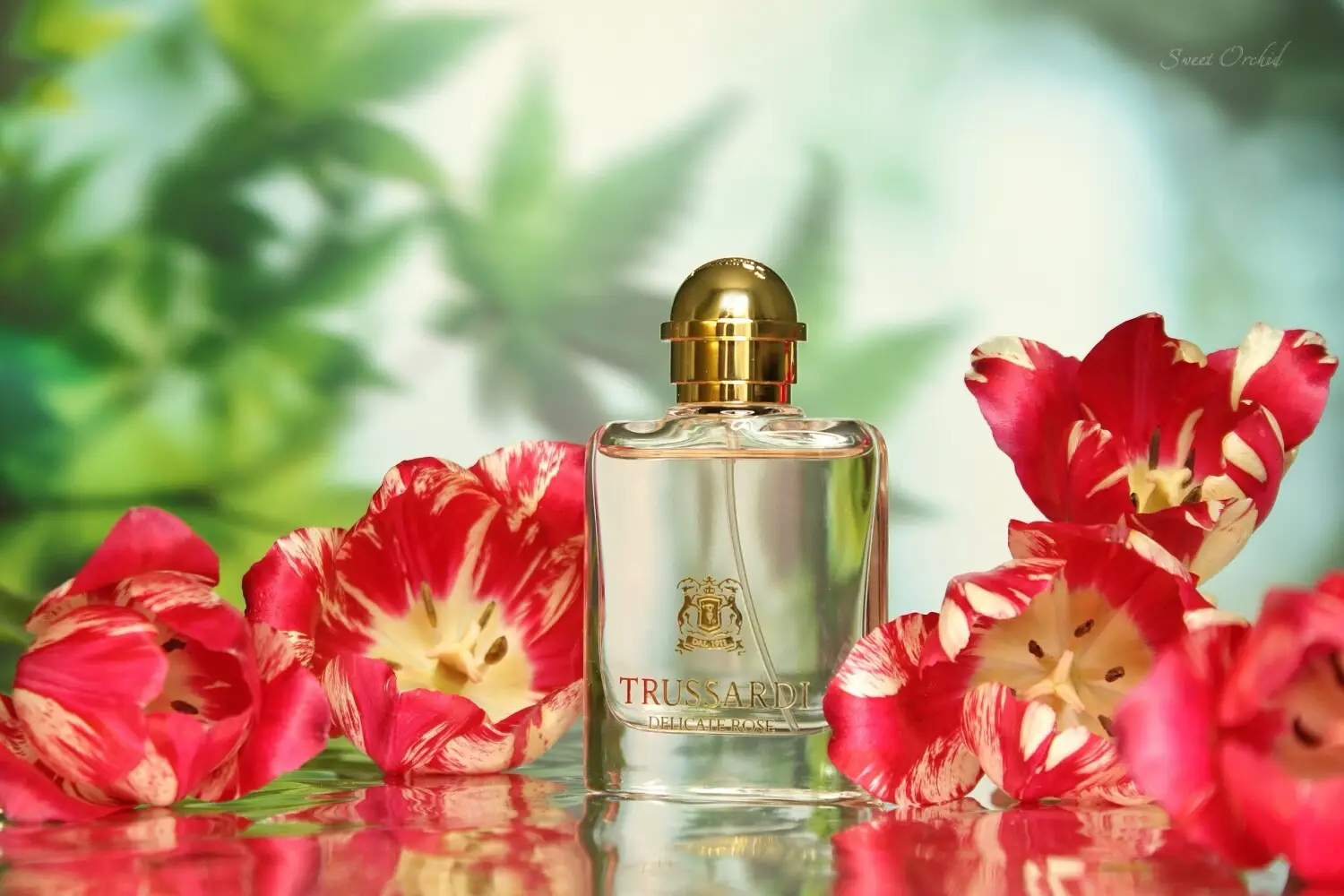 عطر ادکلن تروساردی دلیکیت رز | Trussardi Trussardi Delicate Rose