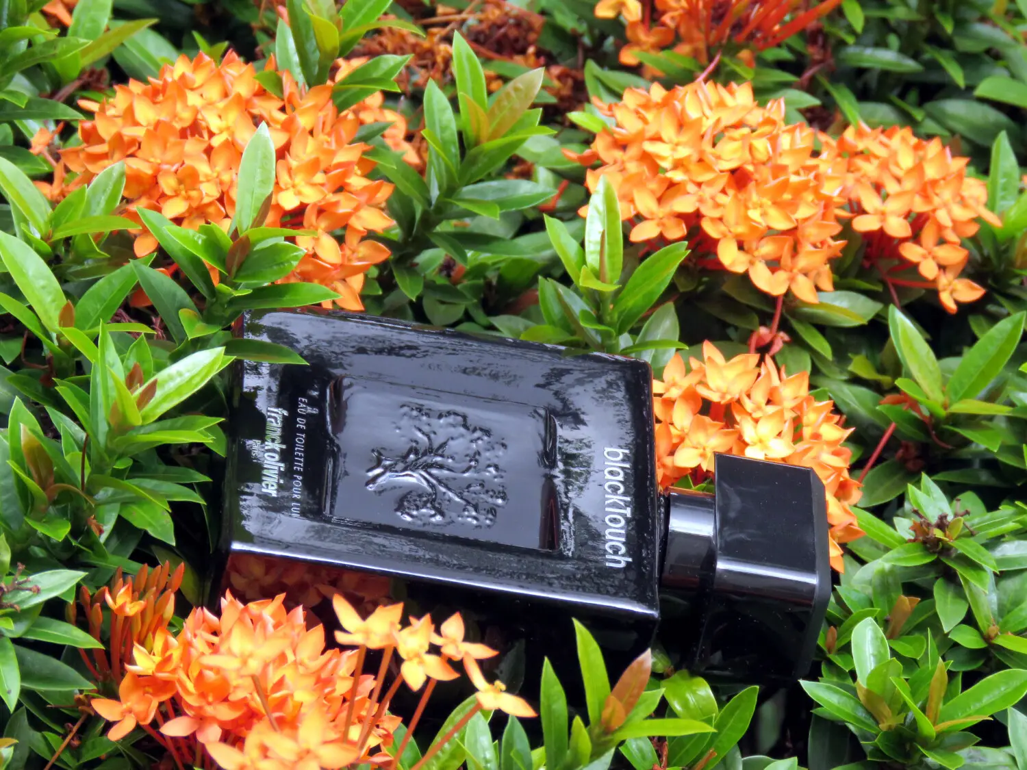 عطر ادکلن فرانک اولیویه بلک تاچ | Franck Olivier Black Touch