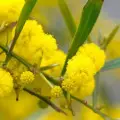 اقاقیا