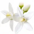 african orange flower