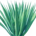 agave