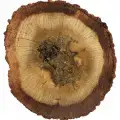 چوب کهربایی