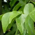 amyris