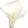زنبق