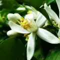 نت شکوفه برگاموت در عطر گلد روبرتو کاوالی