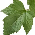 black currant leaf