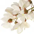 بلک لوکاست