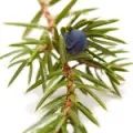 روغن کاد