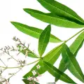 نت ترنج کالابریا