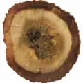عود کامبوجی