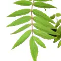 برگ سدر