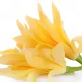 champaca