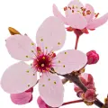 cherry blossom