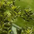 chinotto