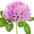 clover