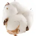 پنبه