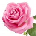رز داماسک