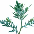 دوانا