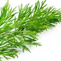 dill