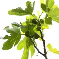 fig tree