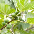 fig