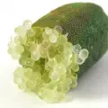 finger lime