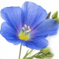 flax
