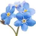 forget-me-not note