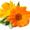 French Marigold
