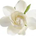 نت گاردنیا