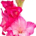 gladiolus