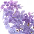 نت برگهای سبز