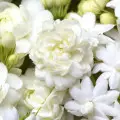 hedione