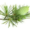 himalayan cedar