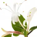 honeysuckle