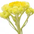 Immortelle