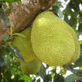 جک فروت