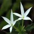 کارو کارونده
