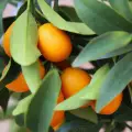 kumquat