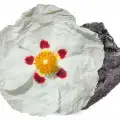 نت لابدانیوم