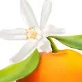 شکوفه ماندارین