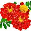 marigold
