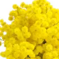 نت میموزا