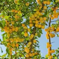 mirabelle
