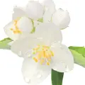 نت گل بهار نارنج در عطر گلد روبرتو کاوالی