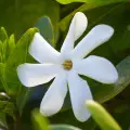 روغن مونوی